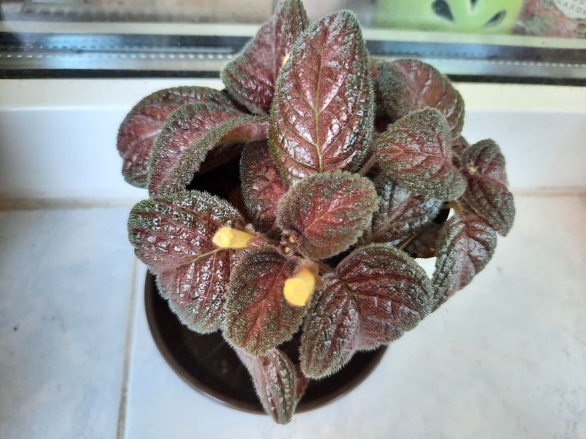 August 2021 - COUNTRY CLOWN- pierdut