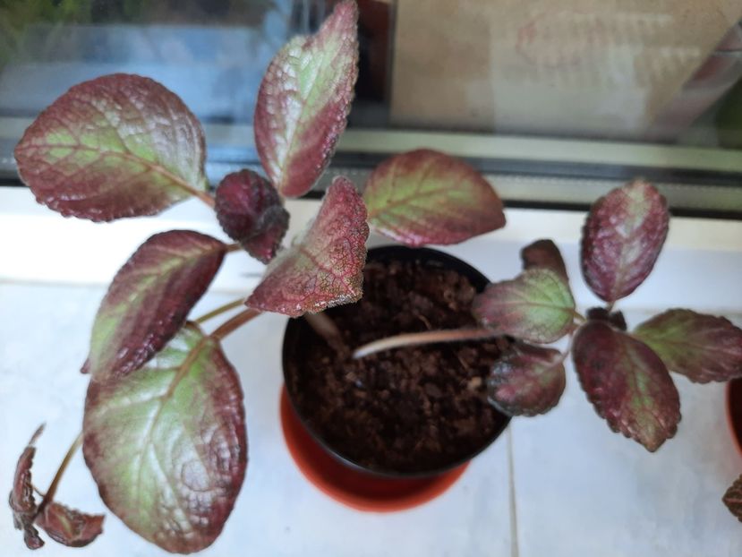 August 2021 - SEA FOAM