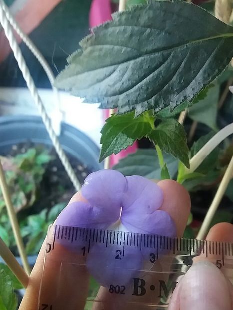 Annie belle - Achi la măsurat