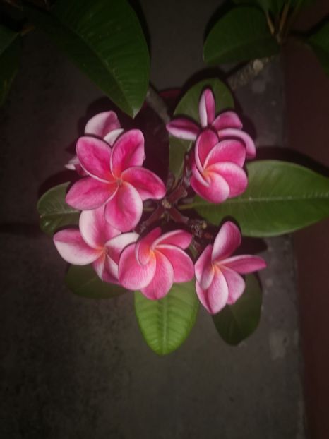  - Plumeria