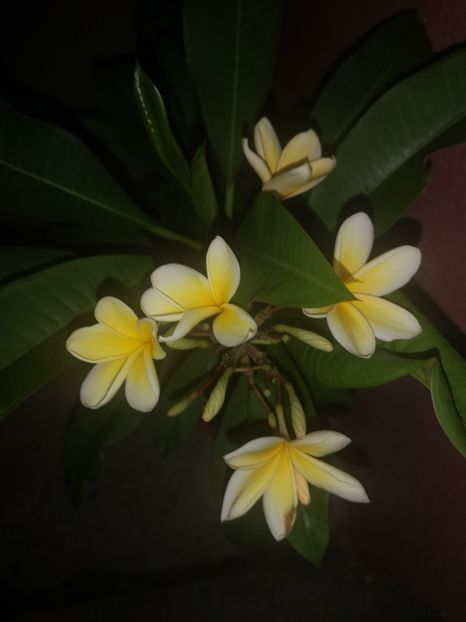  - Plumeria
