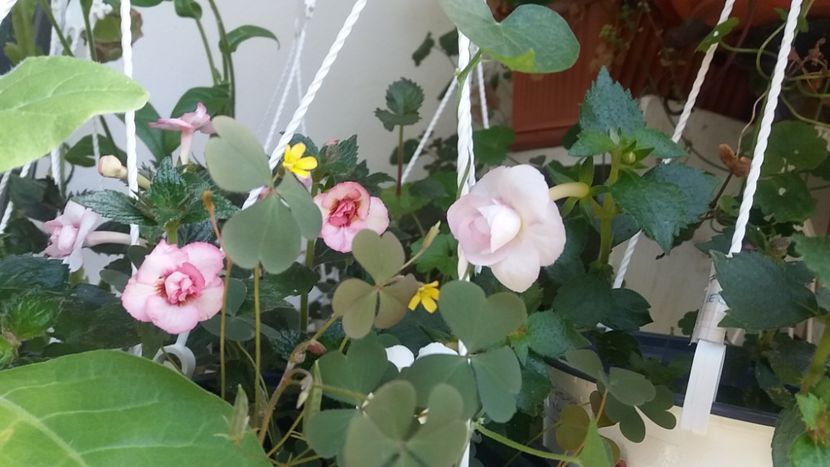 Frumoasa necunoscuta (dreapta) - Achimenes varietati - drumul florilor