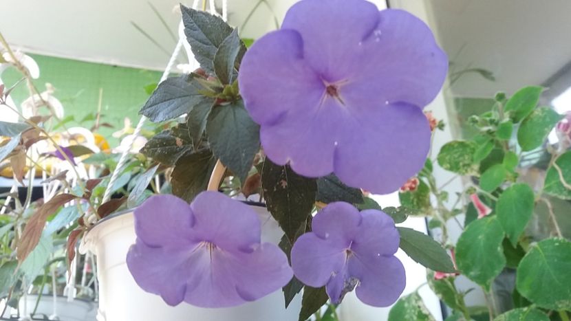 Aquamarine - Achimenes varietati - drumul florilor