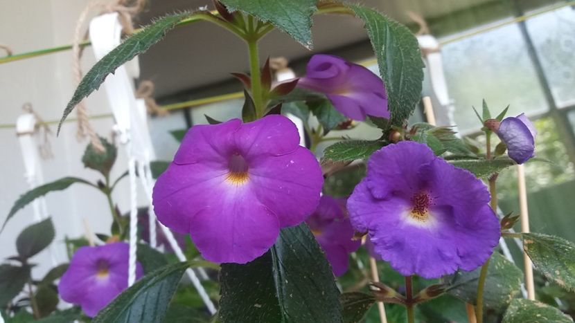BriDs Luisa (stanga) si Purple king (dreapta) - Achimenes varietati - drumul florilor