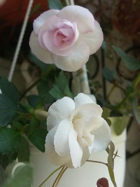 Frumoasa necunoscuta - Achimenes varietati - drumul florilor