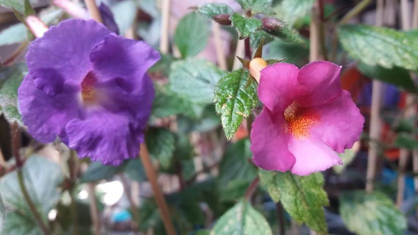 Chancey Marie (dreapta) - Achimenes varietati - drumul florilor