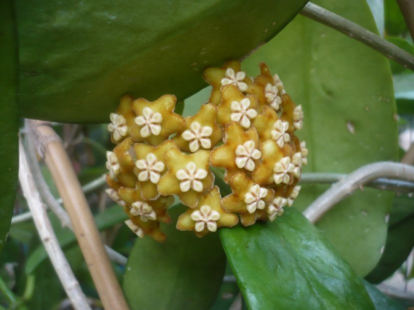 P1500567 - HOYA 2021-3