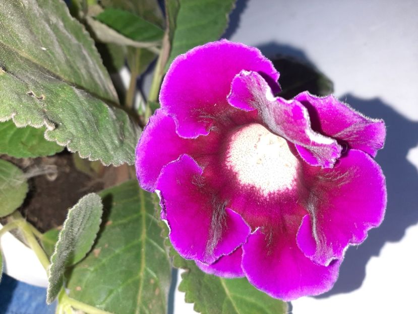  - Florile mele august 2021