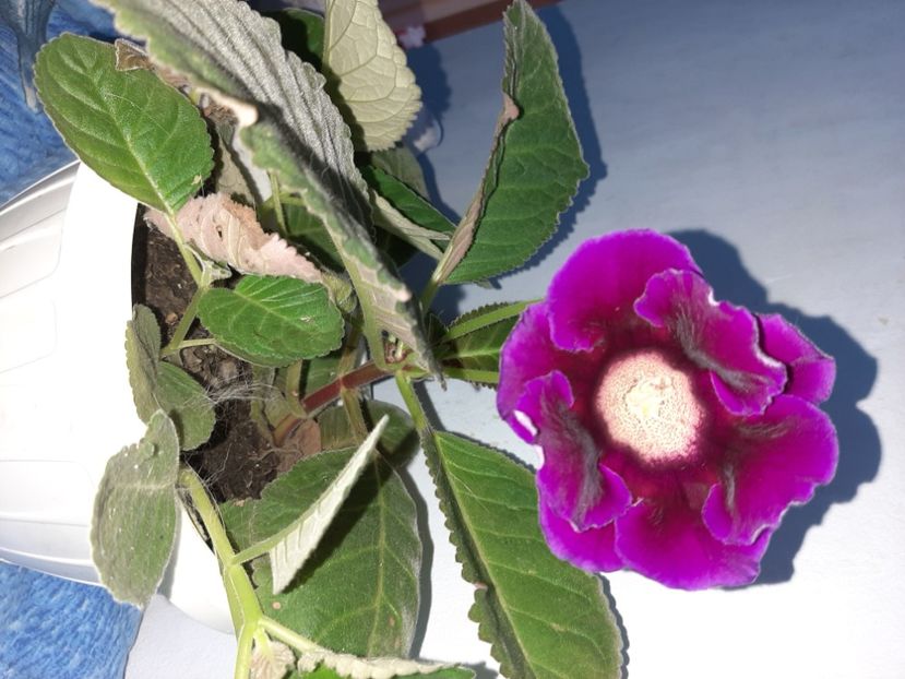  - Florile mele august 2021