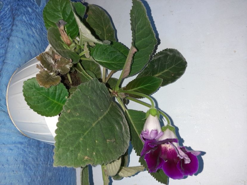  - Florile mele august 2021