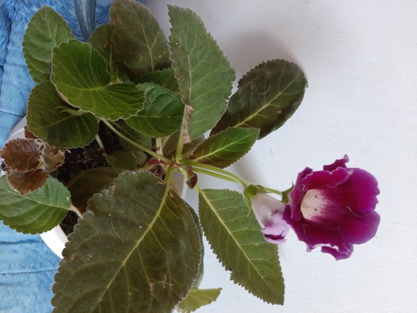  - Florile mele august 2021