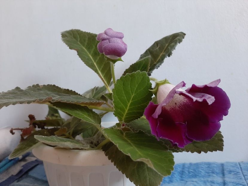  - Florile mele august 2021