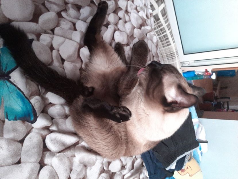  - Pisicii mei în august 2021