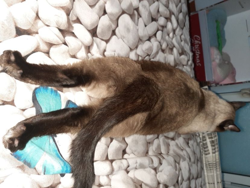  - Pisicii mei în august 2021