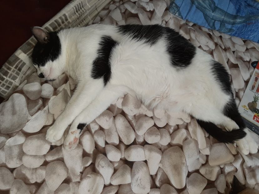  - Pisicii mei în august 2021