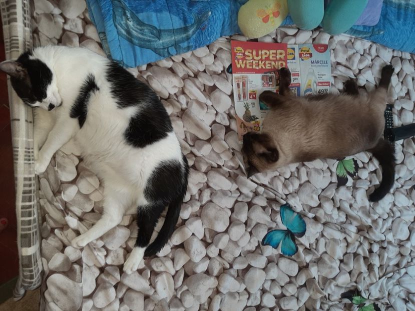  - Pisicii mei în august 2021