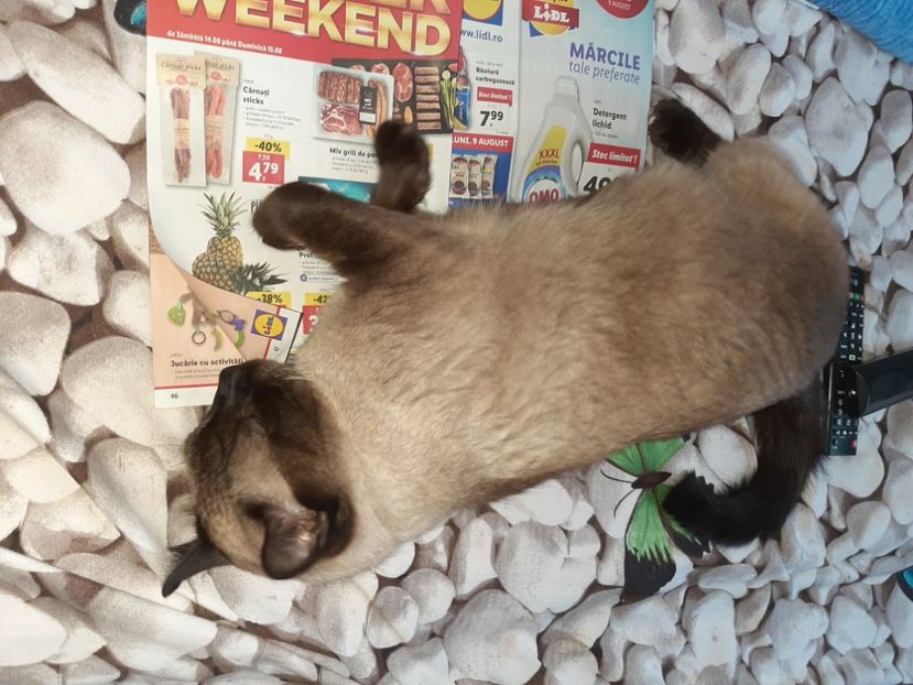  - Pisicii mei în august 2021