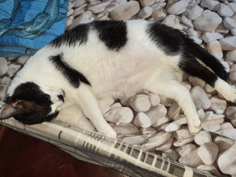  - Pisicii mei în august 2021