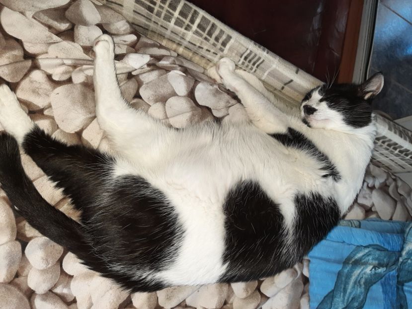  - Pisicii mei în august 2021