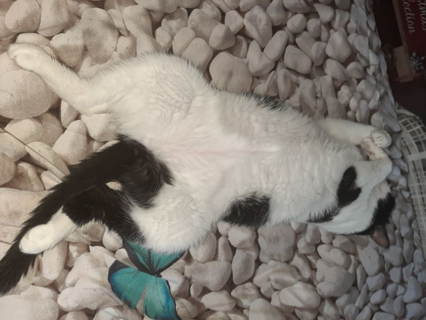  - Pisicii mei în august 2021