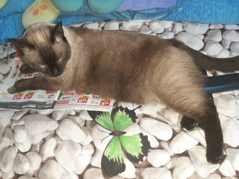  - Pisicii mei în august 2021