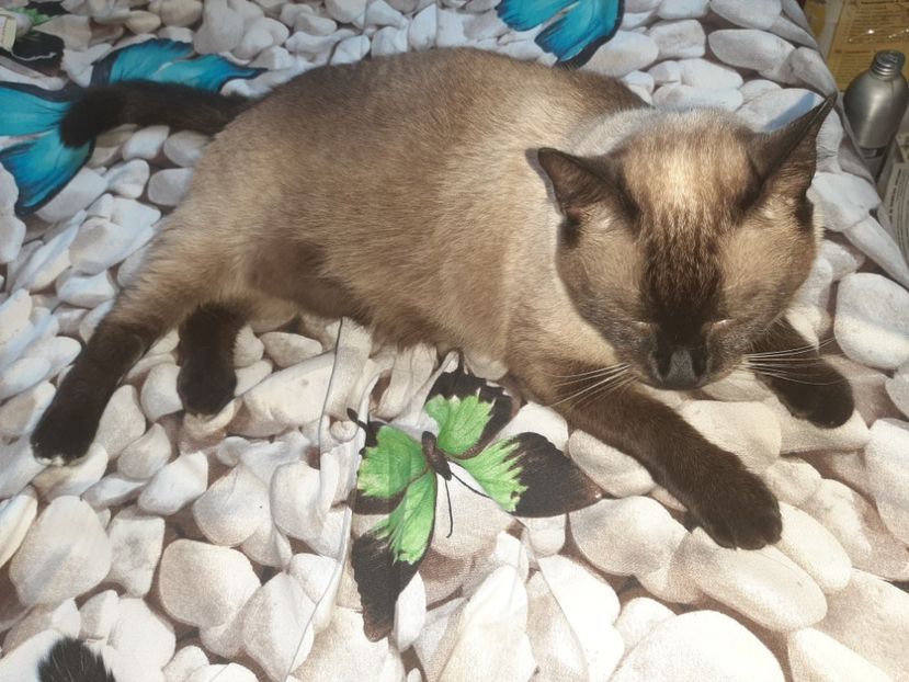  - Pisicii mei în august 2021