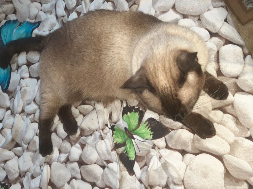  - Pisicii mei în august 2021