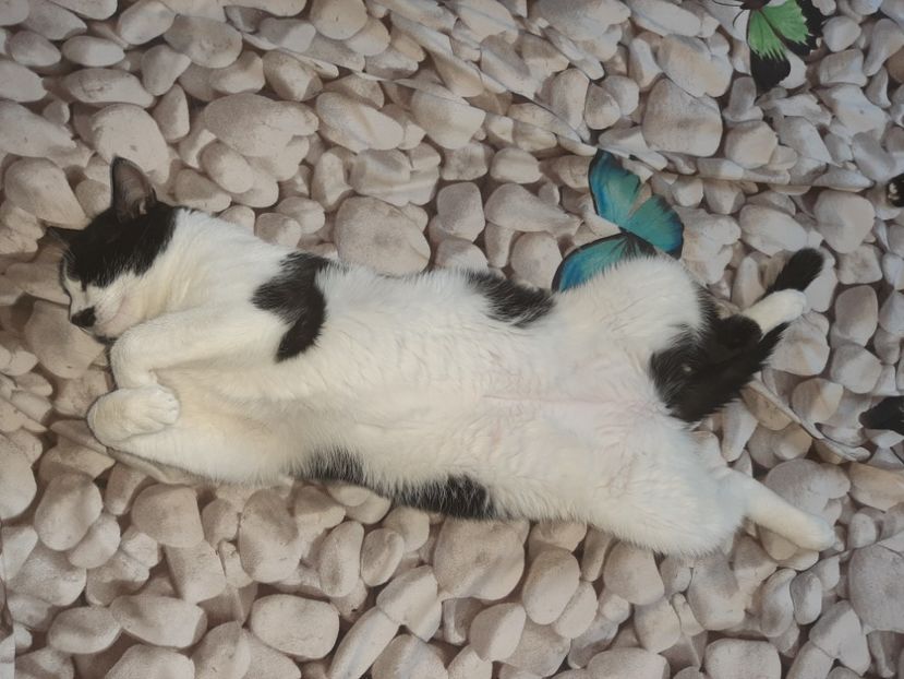  - Pisicii mei în august 2021