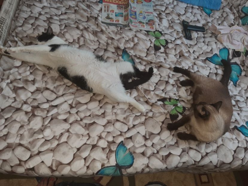  - Pisicii mei în august 2021