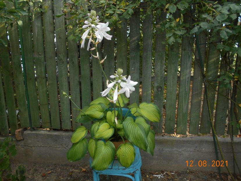  - 02 Azalee-rhododendroni-heleborusi-hortensii-hoste 2021