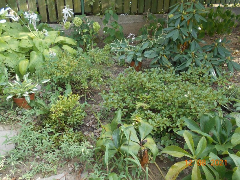 - 02 Azalee-rhododendroni-heleborusi-hortensii-hoste 2021
