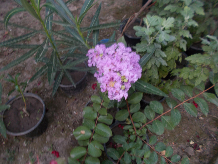 liliac indian lila - ARBUSTI ORNAMENTALI DE GRADINA-2018-2020-2021-2022