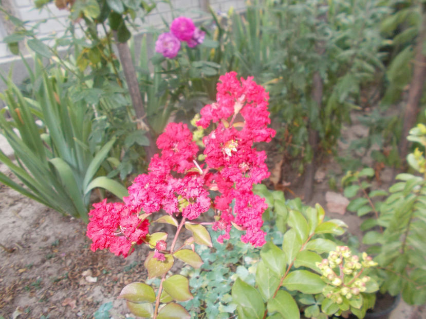lagerstroemia-rosu - ARBUSTI ORNAMENTALI DE GRADINA-2018-2020-2021-2022