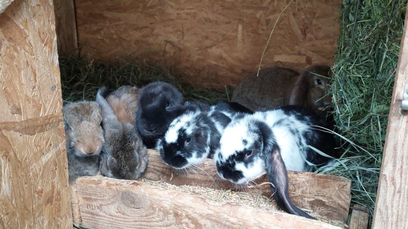 20210807_190943(0) - Cuib 28-05-2021