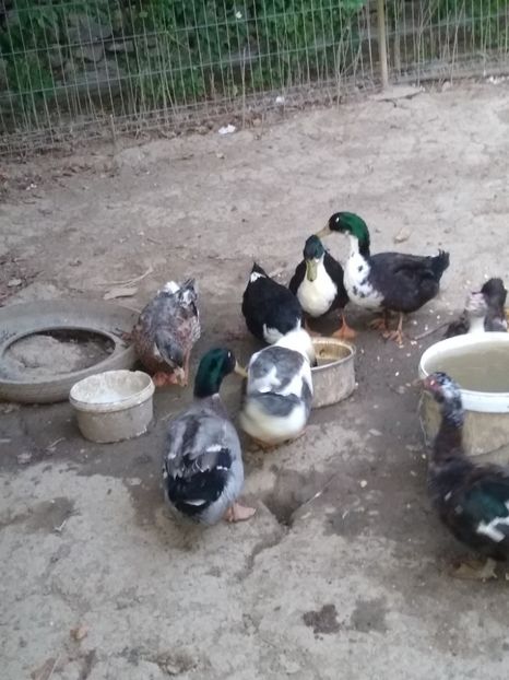  - Ratele mele macaitoare 2021