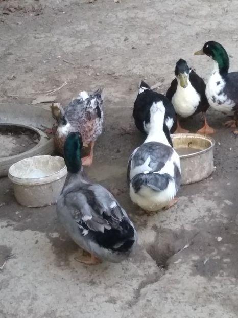  - Ratele mele macaitoare 2021