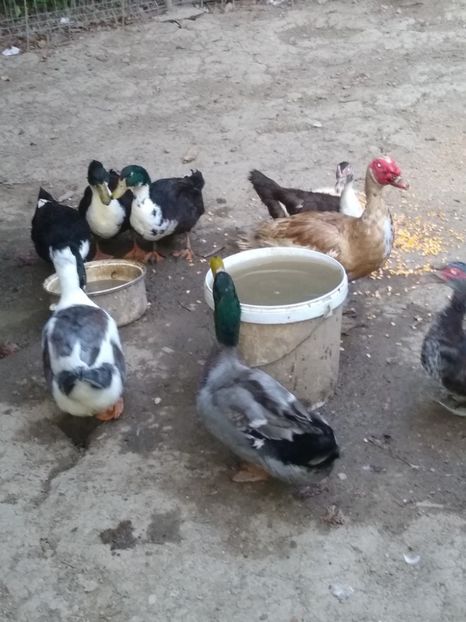  - Ratele mele macaitoare 2021