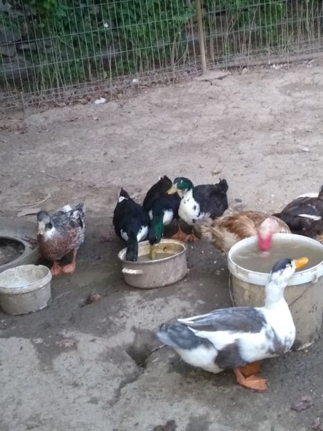  - Ratele mele macaitoare 2021