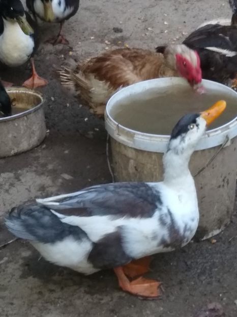  - Ratele mele macaitoare 2021