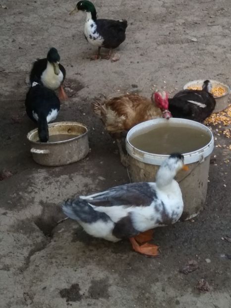  - Ratele mele macaitoare 2021