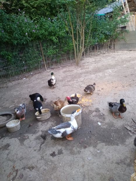  - Ratele mele macaitoare 2021