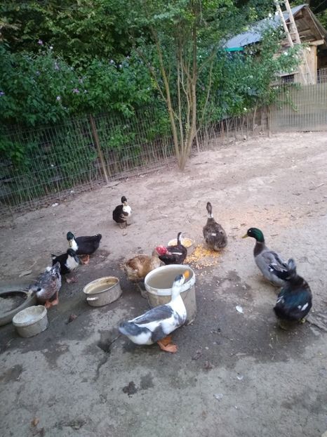  - Ratele mele macaitoare 2021