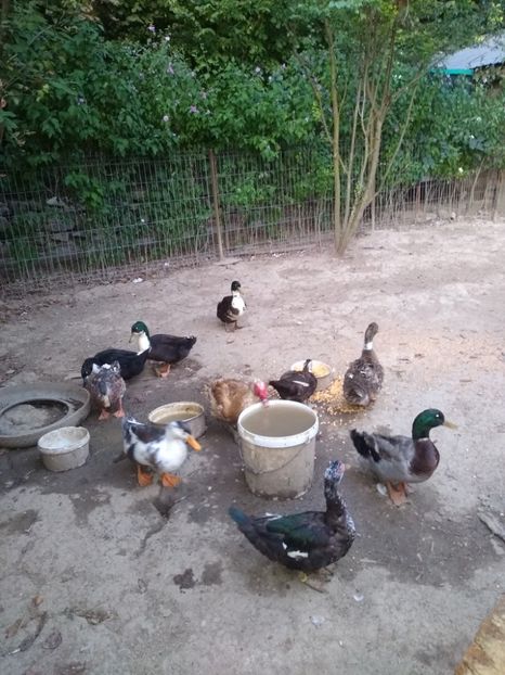  - Ratele mele macaitoare 2021