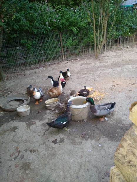  - Ratele mele macaitoare 2021