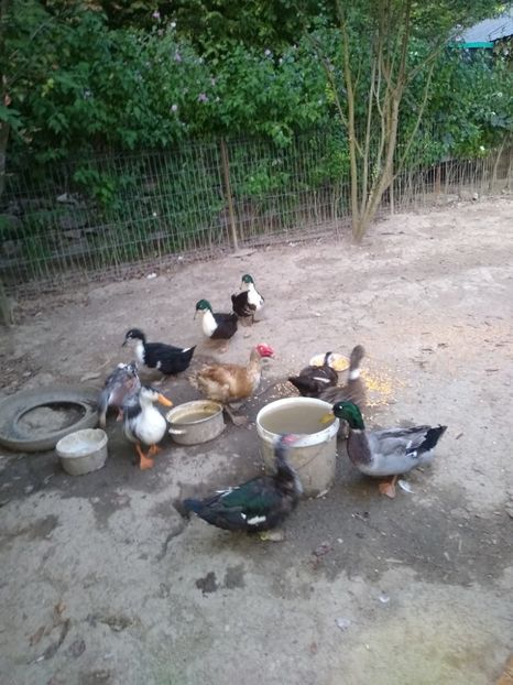  - Ratele mele macaitoare 2021