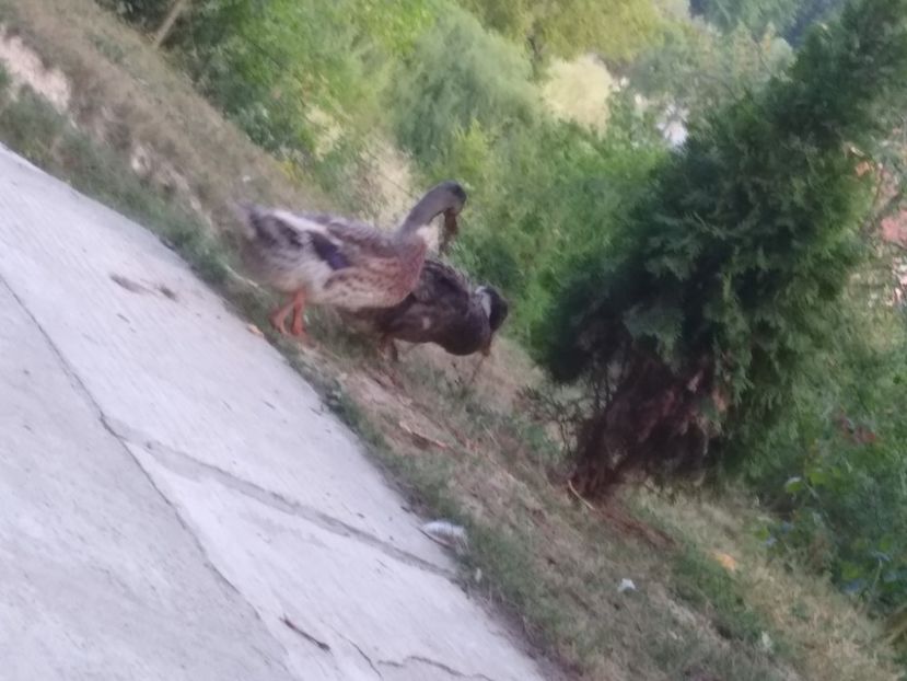  - Ratele mele macaitoare 2021