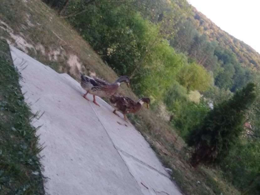  - Ratele mele macaitoare 2021