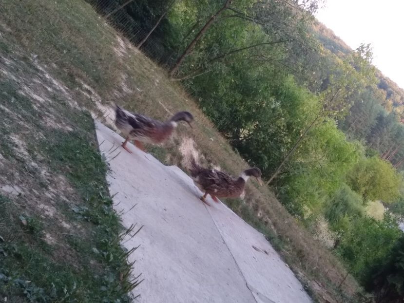  - Ratele mele macaitoare 2021