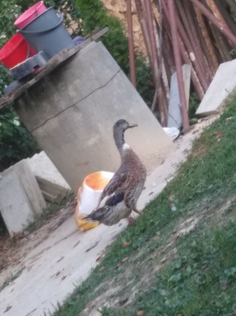  - Ratele mele macaitoare 2021