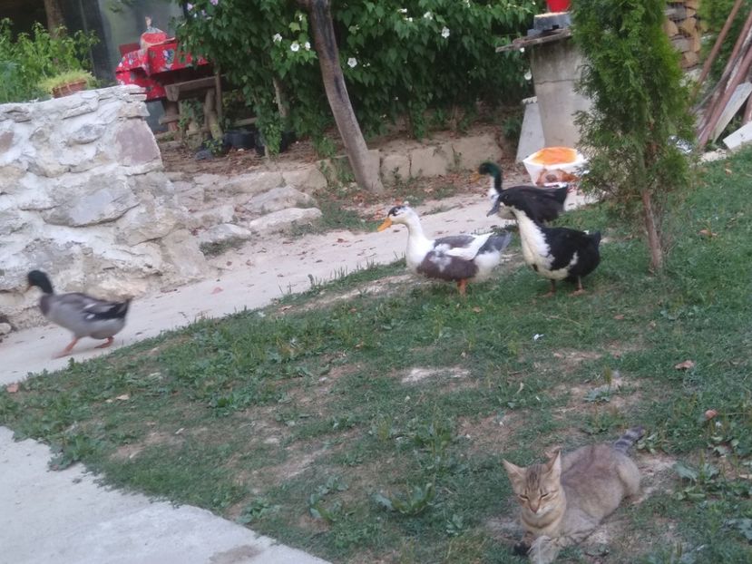  - Ratele mele macaitoare 2021